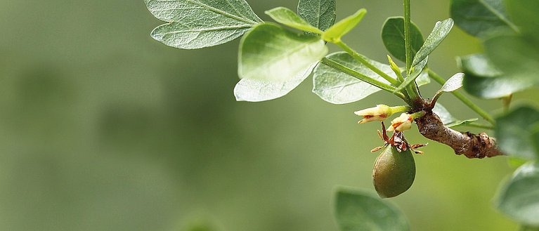 Hier sieht man die Frucht des Myrrhebaums mit Blättern. 
