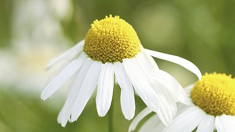 Eine Kamillenblüte mit ihren weißen Blütenblättern ist zu sehen.