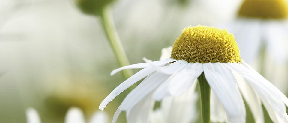 Eine Kamillenblüte mit ihren weißen Blütenblättern ist zu sehen.