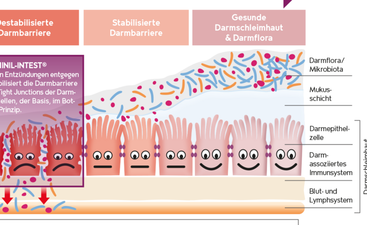 In diesem Schaubild sieht man die verschiedenen Ebenen der Darmbarriere.